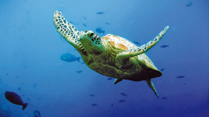 Meeresschutz ist entscheidend, um die Klimakrise zu stoppen