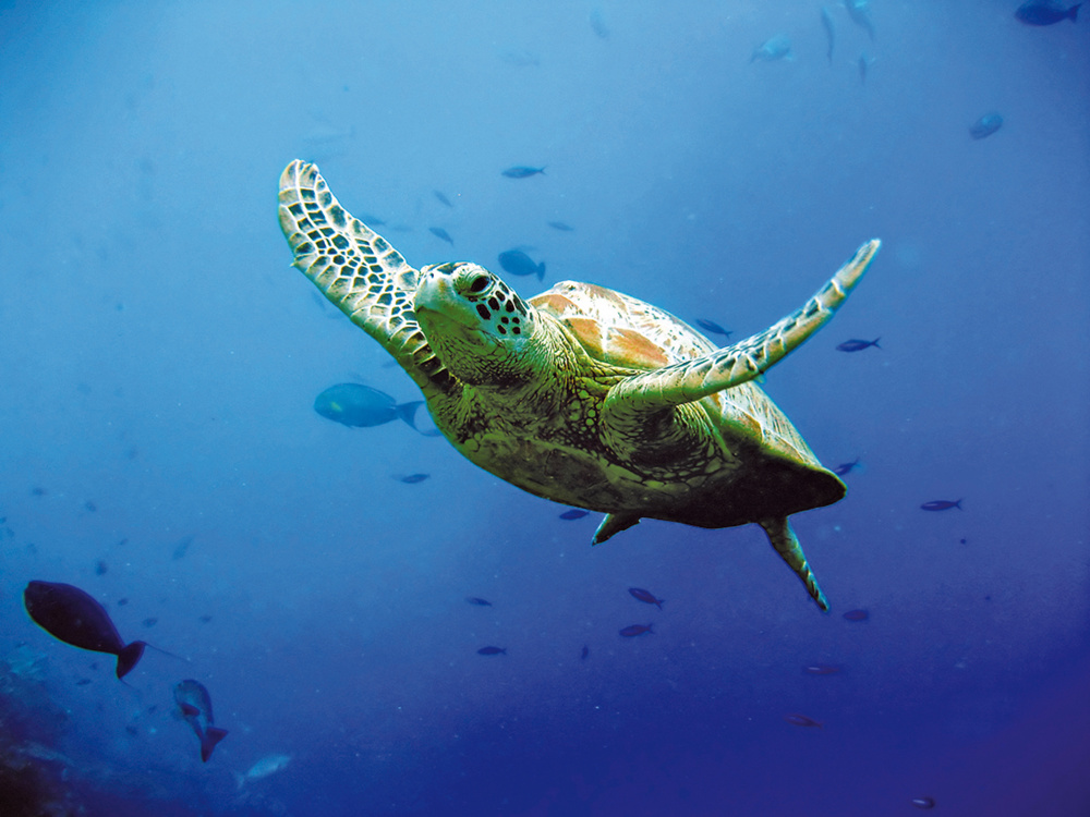 Sea Turtle 1