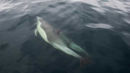 European Parliament calls for action on bottom fishing and true protection for EU's marine protected areas