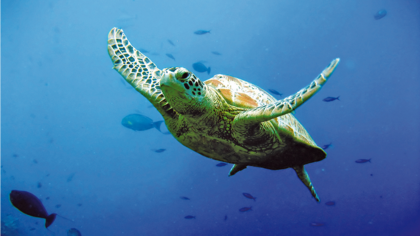 Ocean action is not optional if we are serious about ending the climate crisis