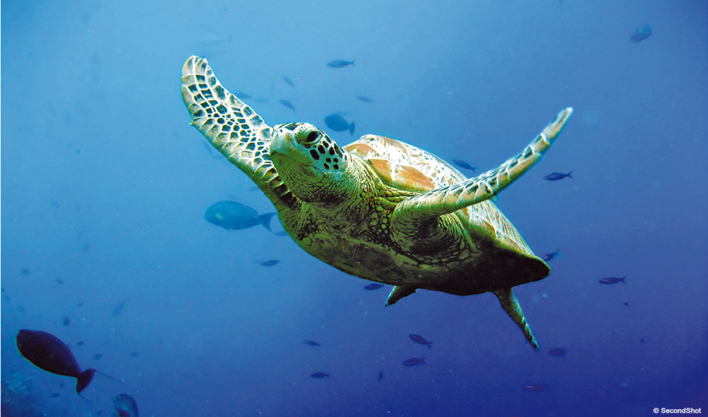 Sea Turtle 1