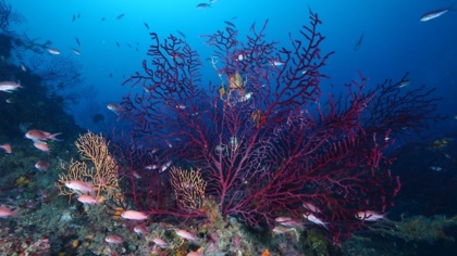 L’Unione Europea al centro di un’azione legale: Francia, Germania e Italia lasciano le aree marine “protette” esposte allo strascico