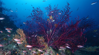 Meeresnaturschutzgebiete massiv geschädigt: Umweltschutzorganisationen reichen rechtliche Beschwerde bei EU-Kommission gegen Deutschland, Frankreich und Italien ein