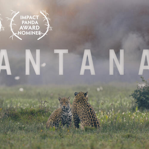 Environmental Justice Foundation Pantanal documentary nominated for ‘Green Oscar’