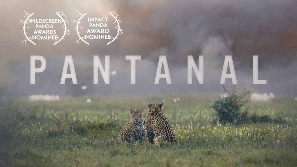 PANTANAL POSTER FIRES gradient copy
