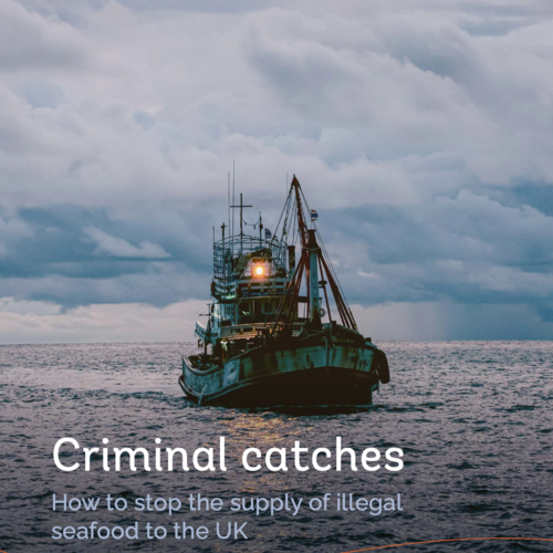 Criminal catches: How to stop the supply of illegal seafood to the UK