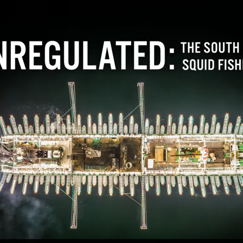 Unregulated: The South Atlantic Squid Fishing Boom