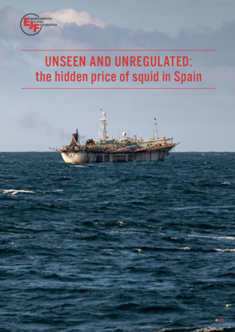 Unseen and unregulated: the hidden price of squid in Spain