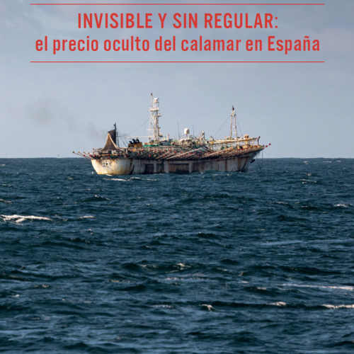 Invisible y sin regular: el precio oculto del calamar en España