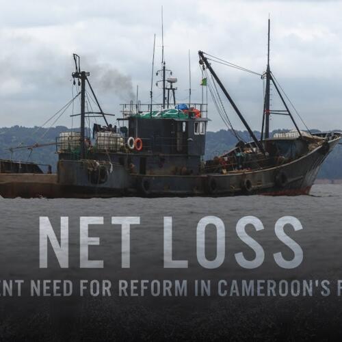 Net loss: the urgent need for reform in Cameroon's fisheries