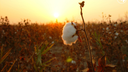 European Parliament rejects proposal to reduce tariffs on Uzbek textiles