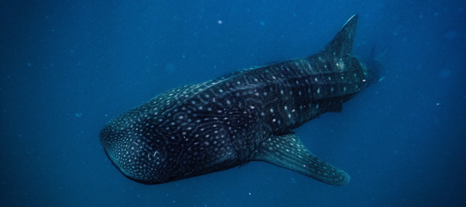 Whale shark
