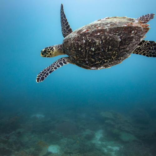 High Seas Treaty "can end an era of exploitation", says Environmental Justice Foundation: press release