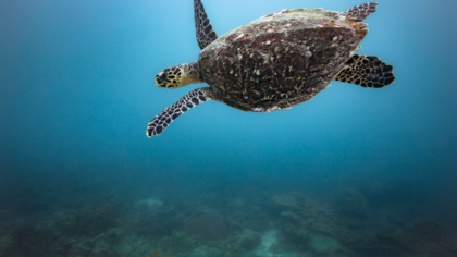 High Seas Treaty "can end an era of exploitation", says Environmental Justice Foundation: press release