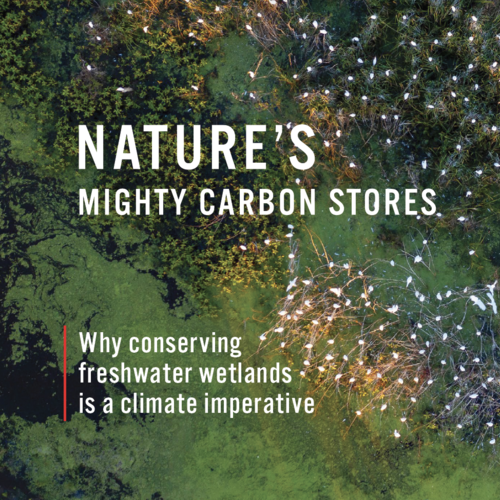 Nature's mighty carbon stores: why conserving freshwater wetlands is a climate imperative