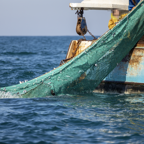 EU FISHERIES POLICY FIT FOR PURPOSE, BUT URGENTLY NEEDS FULL IMPLEMENTATION, SAYS EJF