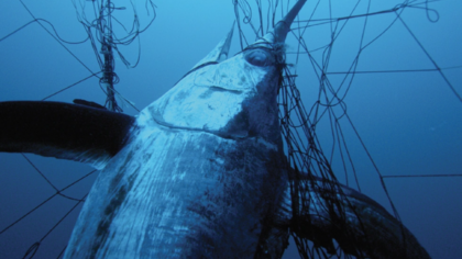 Walls of Death: new film reveals deadly driftnets in the Mediterranean