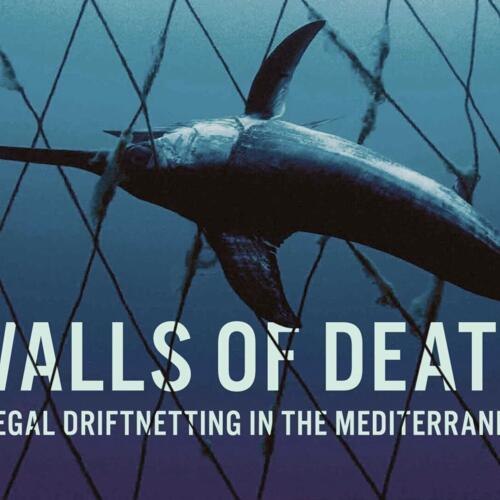 Walls of Death: Illegal Driftnetting in the Mediterranean