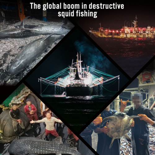 OUT OF SIGHT, OUT OF CONTROL: The global boom in destructive squid fishing