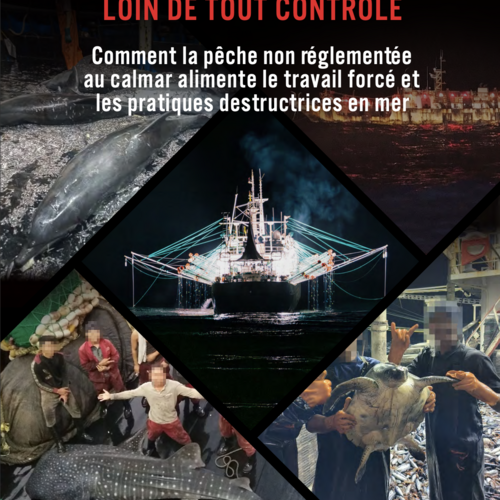LOIN DES REGARDS, LOIN DE TOUT CONTRÔLE: Comment la pêche non réglementée au calmar alimente le travail forcé et les pratiques destructrices en mer