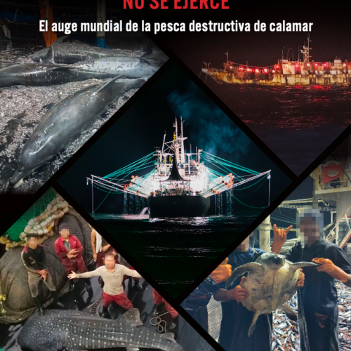 OJOS QUE NO VEN, CONTROL QUE NO SE EJERCE: El auge mundial de la pesca destructiva de calamar