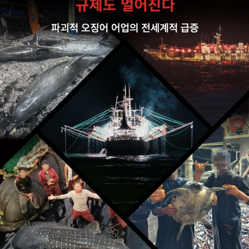 눈에서 멀어지면 규제도 멀어진다: 파괴적 오징어 어업의 전세계적 급증