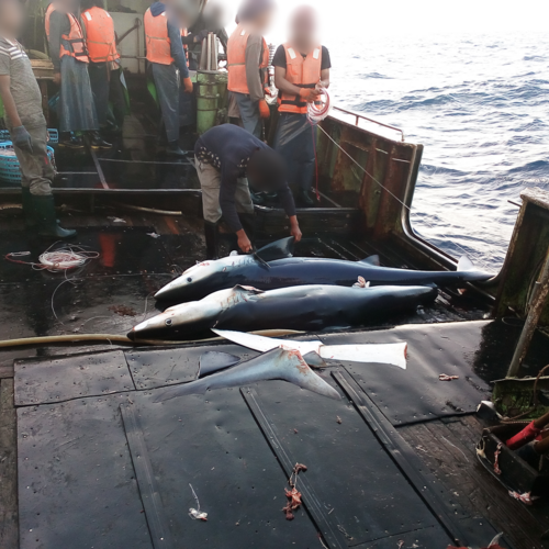 Exposing Senegal as a gateway to the illegal shark fin trade