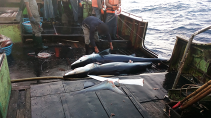 Exposing Senegal as a gateway to the illegal shark fin trade