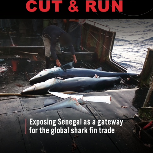 Cut & Run: Exposing Senegal as a gateway for the global shark fin trade