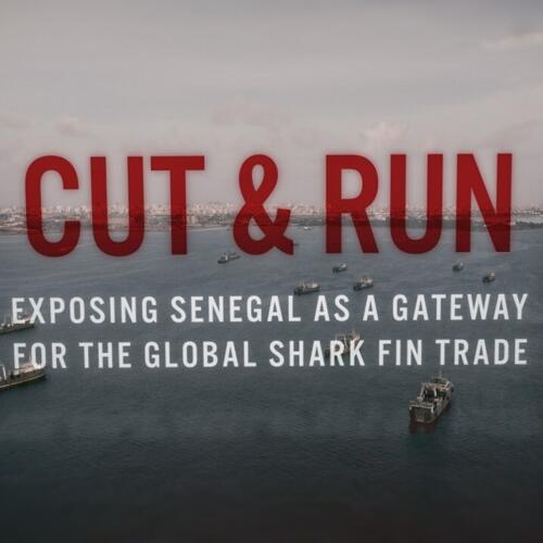 Cut & Run: Exposing Senegal as a gateway for the global shark fin trade