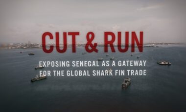 Cut & Run: Exposing Senegal as a gateway for the global shark fin trade