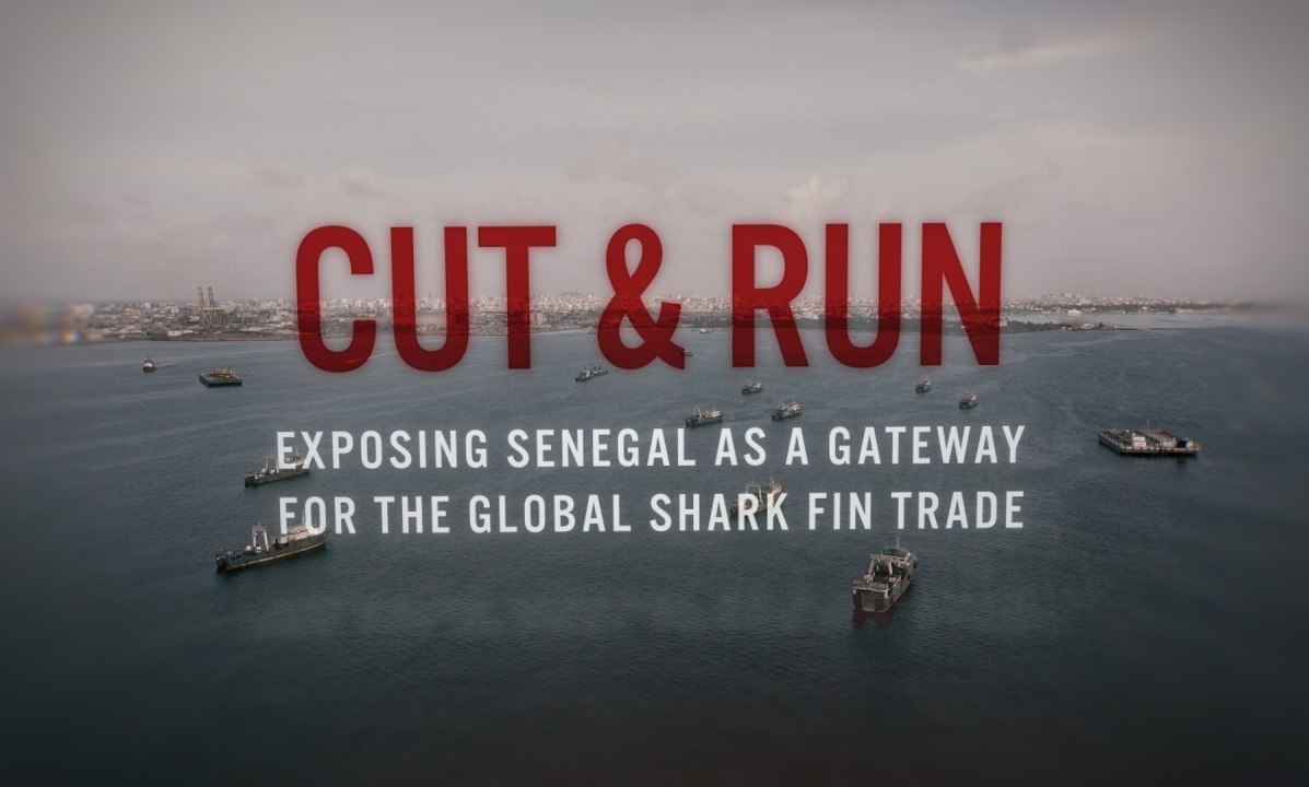 Cut & Run: Exposing Senegal as a gateway for the global shark fin trade