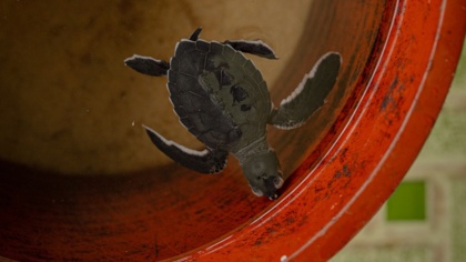 Supporting coastal communities to protect sea turtles in Liberia