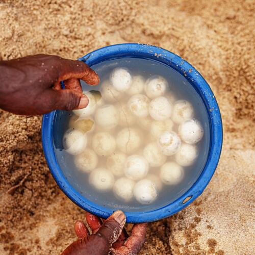 Supporting coastal communities to protect sea turtles in Liberia