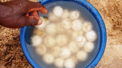 Supporting coastal communities to protect sea turtles in Liberia