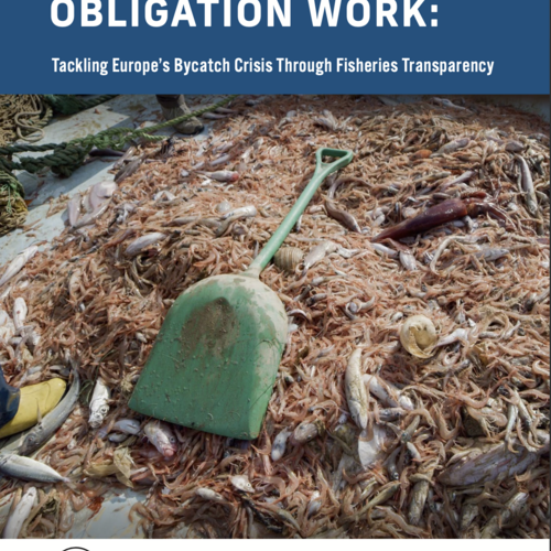 Making the Landing Obligation Work: Tackling Europe’s Bycatch Crisis Through Fisheries Transparency