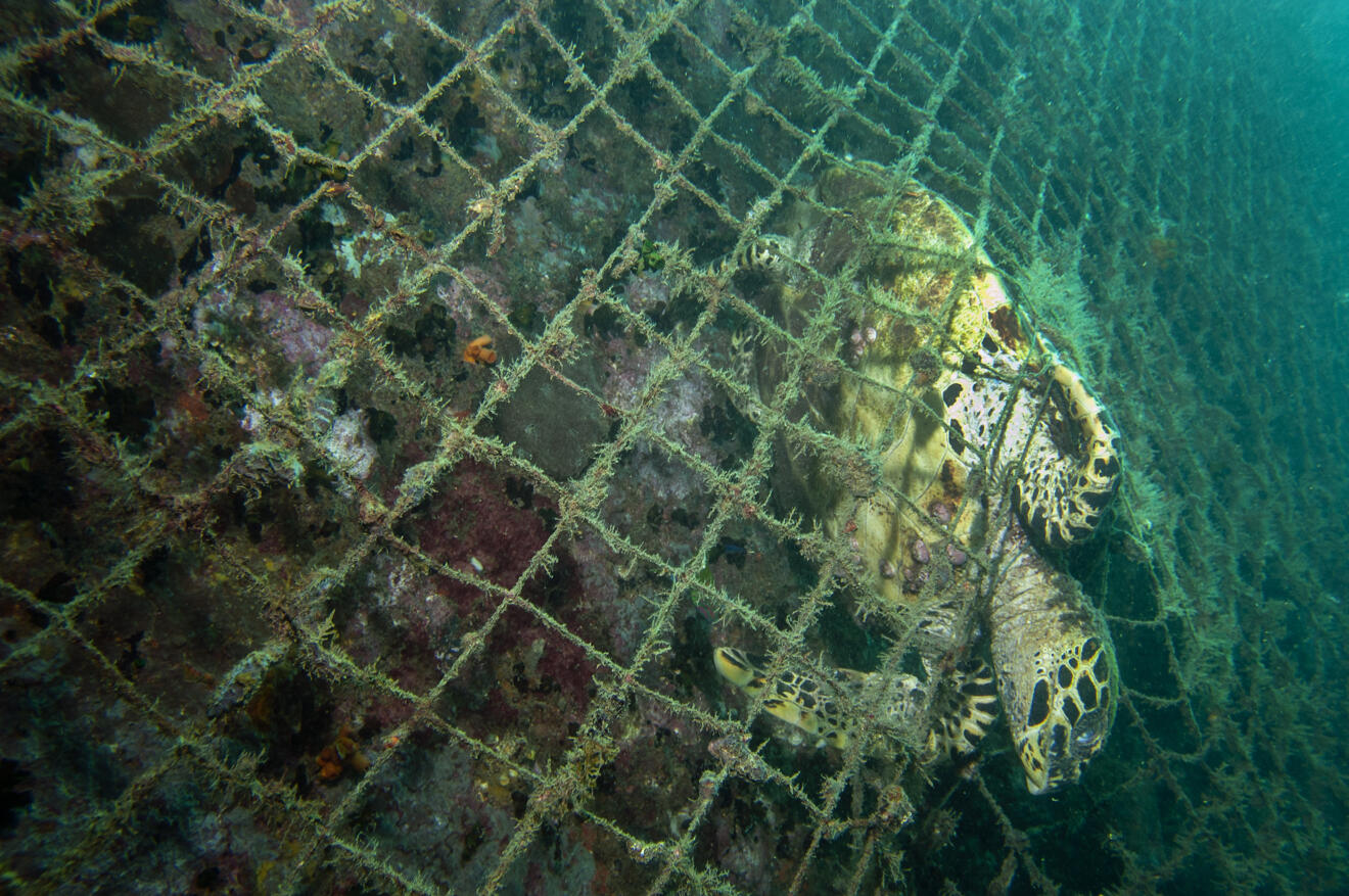 Ocean Image Bank Umeed Mistry 43