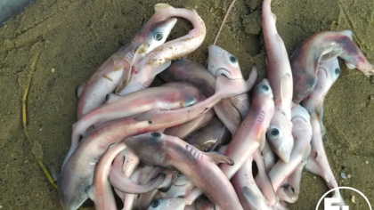 EJF in the field: Fighting for the future of endangered sharks