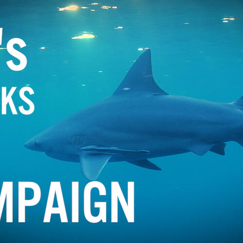 EJF's Sharks Campaign