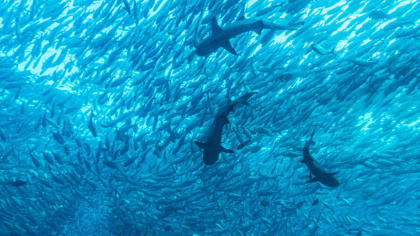 10 years to save the ocean
