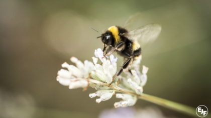 Update: A crucial vote in the European Parliament could see glyphosate phased out by 2020