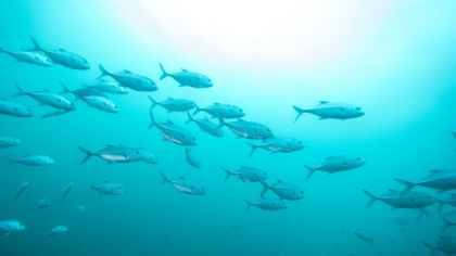 Climate change poetry collection inspires environmental action