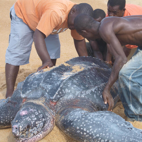 Help EJF save nesting marine turtles