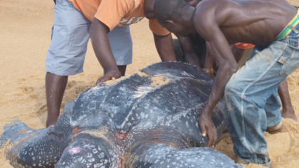 Help EJF save nesting marine turtles