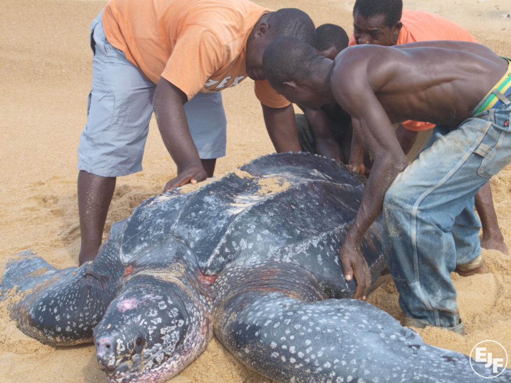 Website Leatherback Turtle