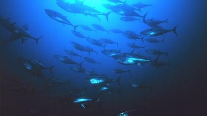 Are we close to ending anarchy on the high seas?