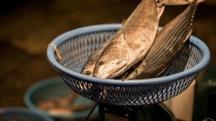 Consumer confidence in MSC sustainability scheme at risk