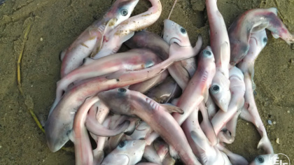 A race to the bottom: The true price of overfishing