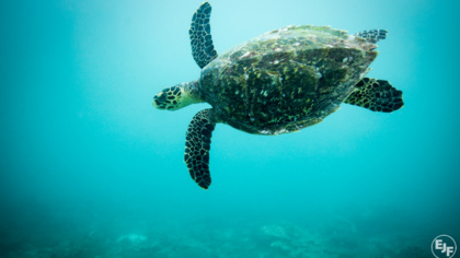 EJF's Save the Sea Campaign launches for 6th year