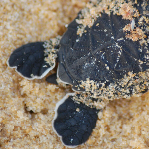 EJF in the field: Turtle nesting season in Ghana